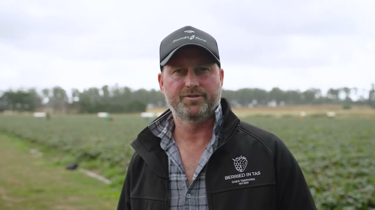 How to improve forecasting on your berry farm using agtech