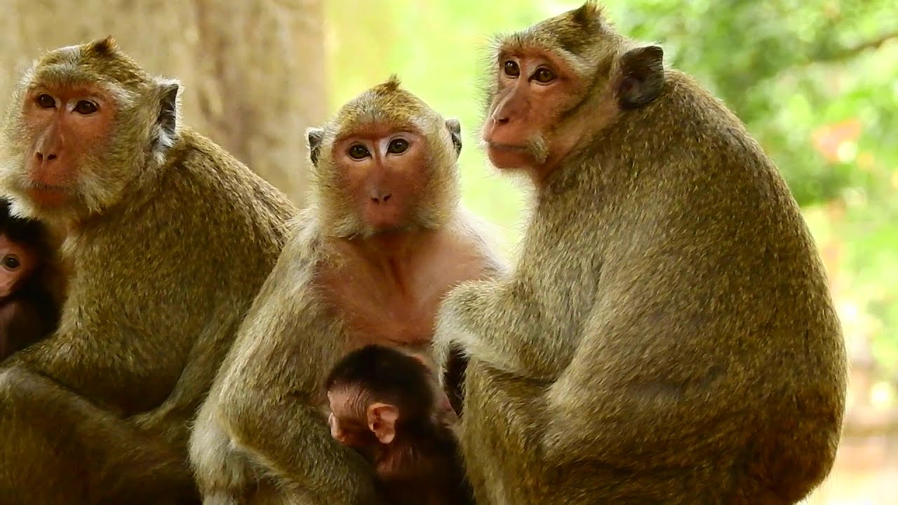 So Pity Amari Group Escape From Attacking By Amber Group! Very Pity!