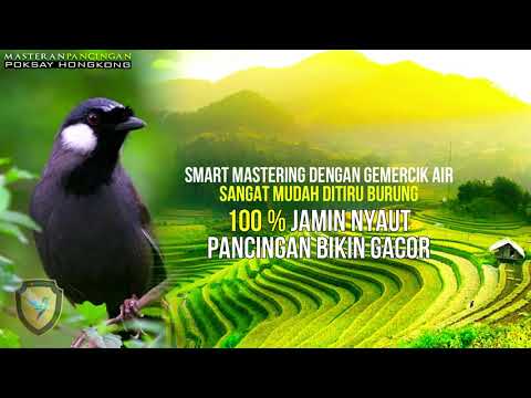 1 JAM SAJA! 100% MUDAH DITIRU POKSAY HONGKONG MALAS BUNYI IKUT NYAUT DAN GACOR