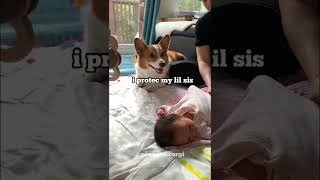 Corgi reaction to baby hiccup