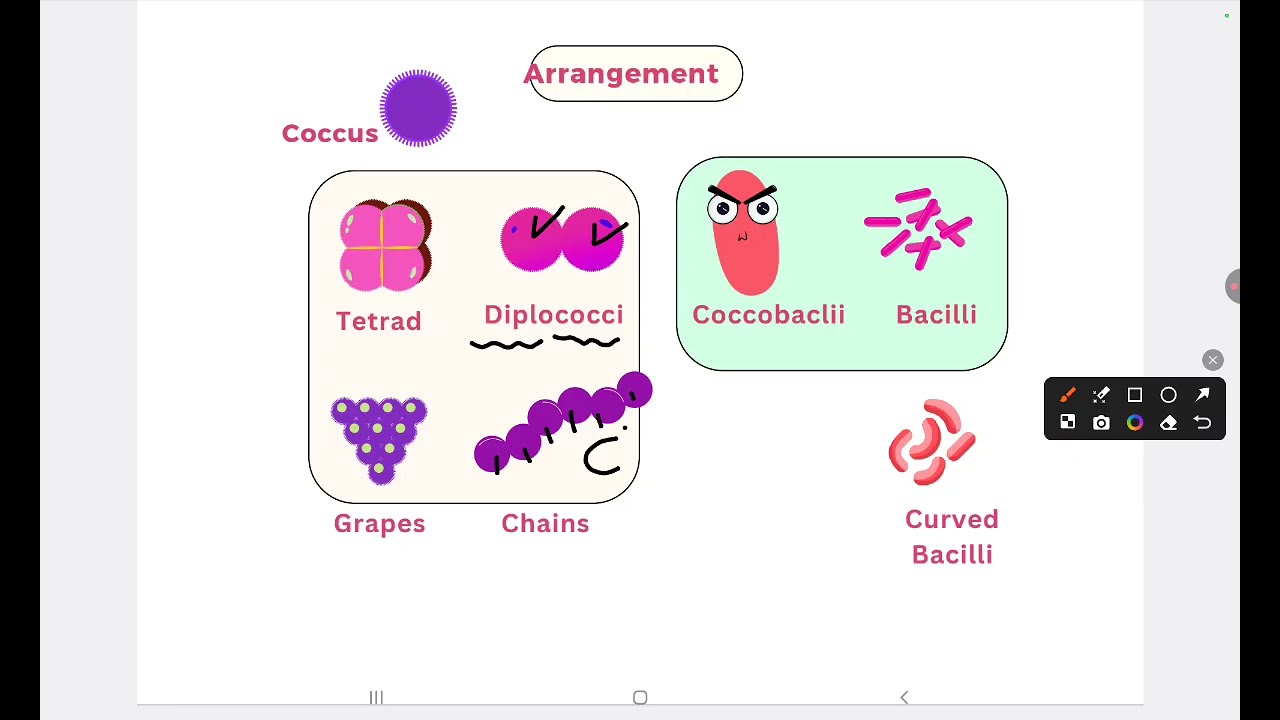 Introduction to microbiology BUC Dr Rawan salam