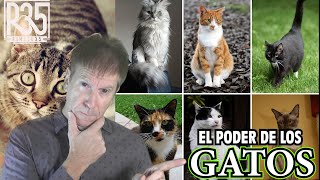 EL PODER DE LOS GATOS: SEGÚN SU COLOR Y RAZA by RIMBEL35 104,947 views 1 month ago 41 minutes