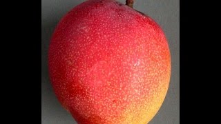 Weird Trick to SUPERCHARGE Your Mango Tree - Beautiful "Sunrise" Mango