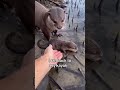 Should I keep coming back to visit? #wholesome #animals