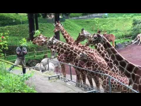 多摩動物公園のキリン エサやり Youtube