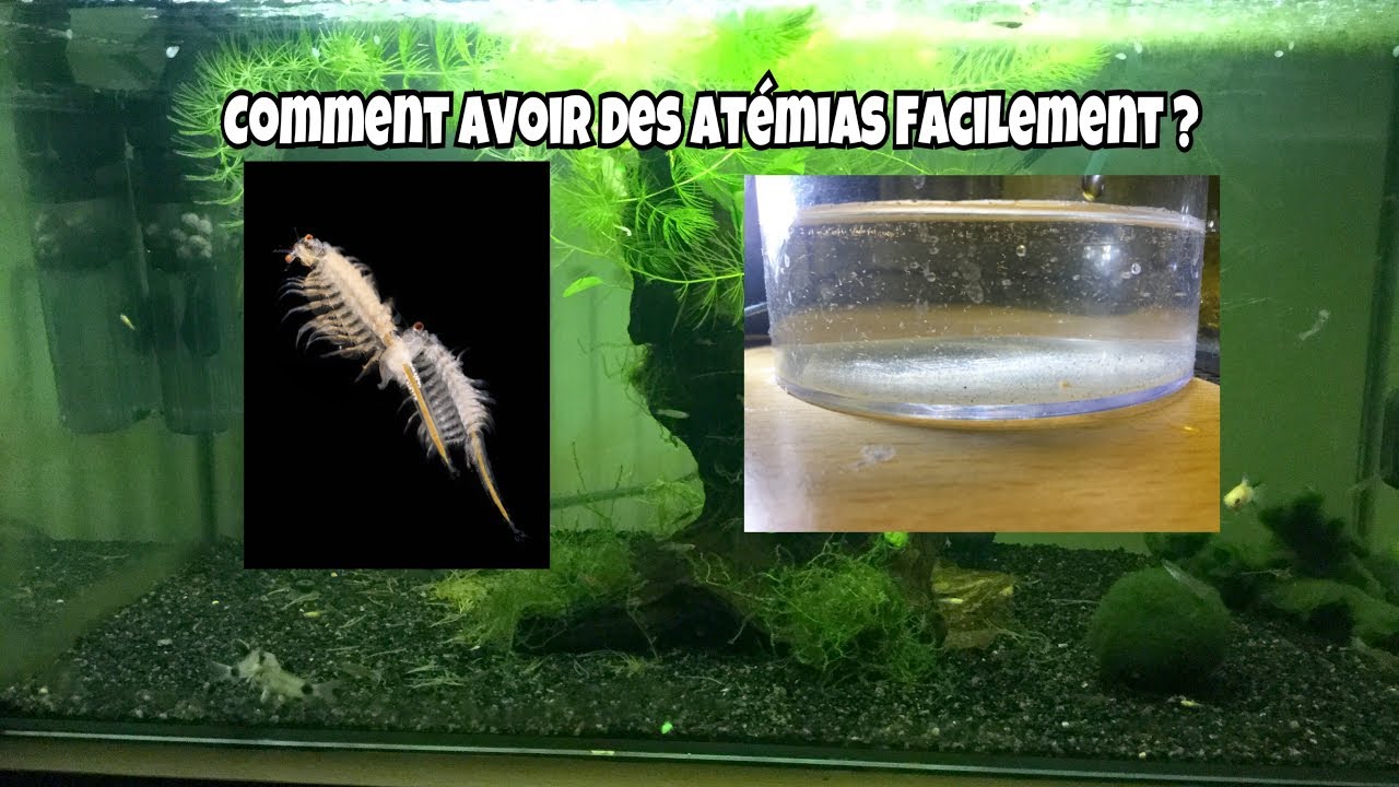 Comment avoir des Artémias sans matériel ? [Nourriture Vivantes] - YouTube