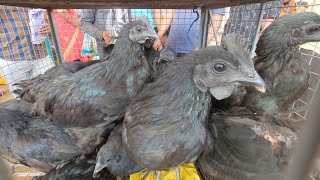 Khadaknath chicken and other poultry