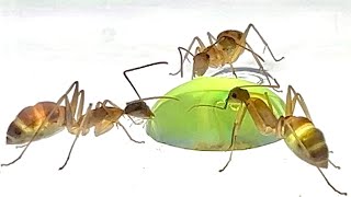 Ants And Green Liquid Candy