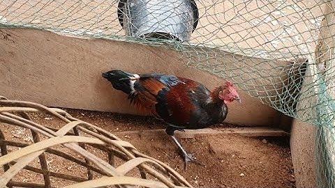 ep 08 มาเบิงไก่ป่า 100%. lo saib qu 100%