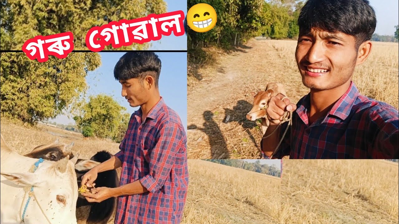 আজি গৰু গোৱাল‌ মই 😁☺️‌‍ mising vlog || 