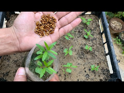 ازرع خمسين شتلة رمان من بذور ثمرة رمان وحده واحصل على افضل أشجار الرمان مجان ا زراعة بذور الرمان