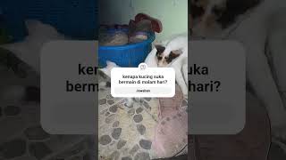 Download Lagu kitten ga mau tidur #animal #hewan #kucing #cat MP3