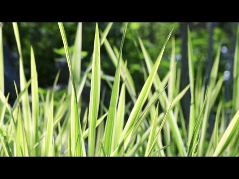 Types of carex and their planting - Bricomanía