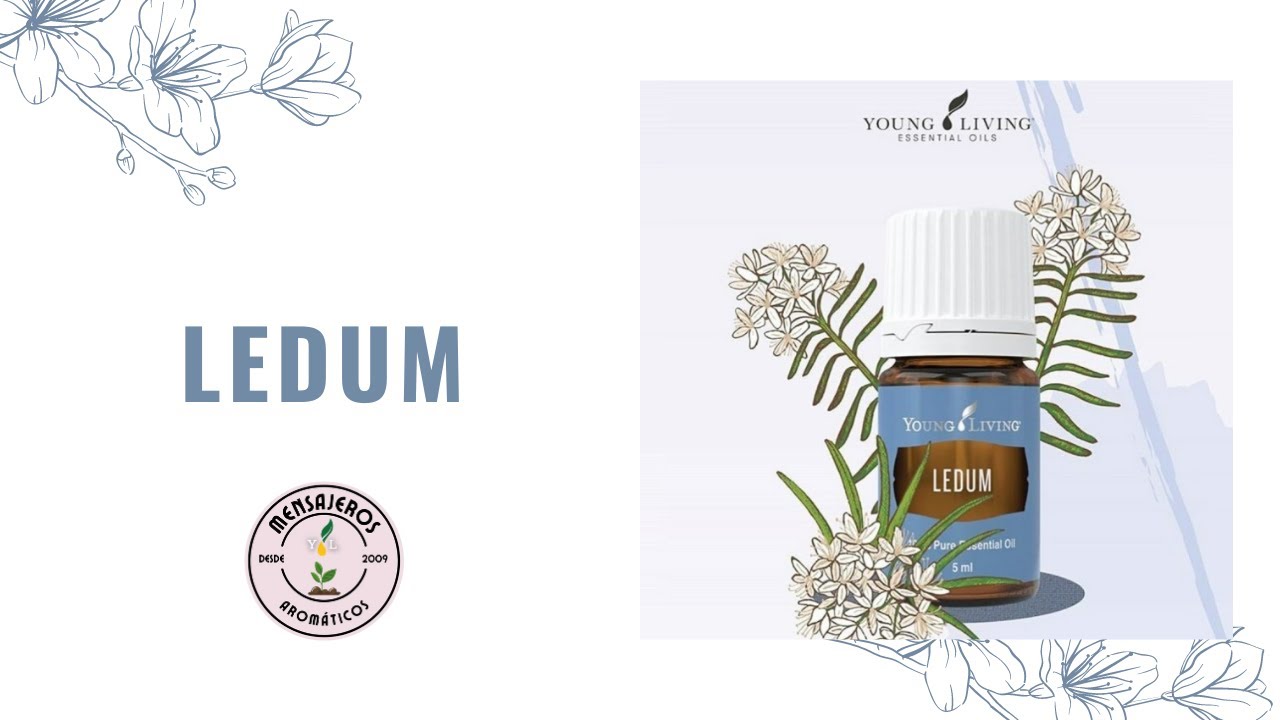 How To Use Ledum Essential Oil