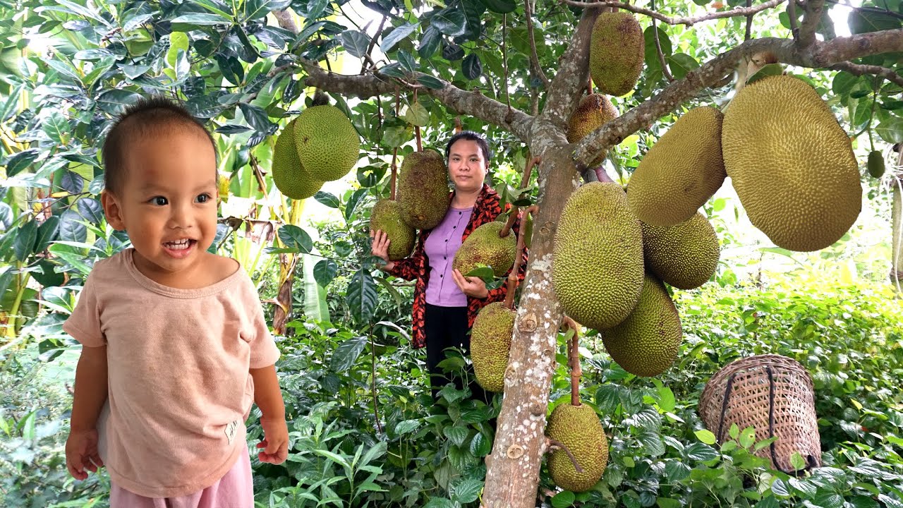 Single Mom - Pick Jackfruit to Sell at The Market, Weed the Vegetable ...