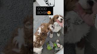 Behind a confident dog is usually a puppy who got to practice being one early💪#cavapoo #puppy #cute