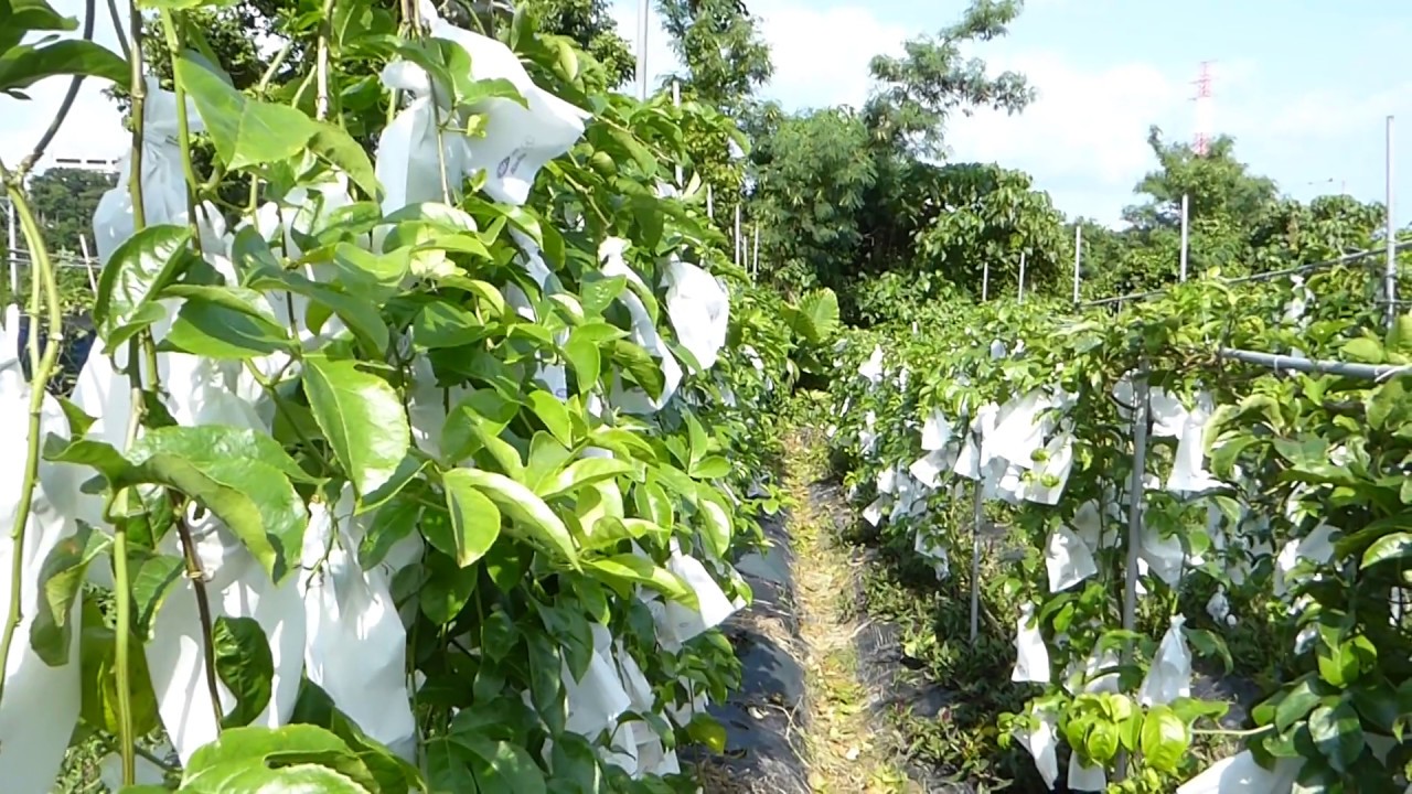 大城さんの農薬未使用パッションフルーツ畑レポート 沖縄ジョートー市場