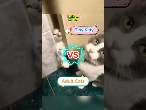 Tiny Kitten vs Angry Mom! 😱 He Really Thought He Could Win!🤣 #shorts