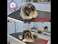 Lhasa Apso GROOMING Transformation | Pet | Dog Grooming | The Dog | Ceaser's Paw