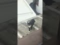Neugierige Nachbars Katze