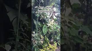 Ang Aking Kapaligiran viral plants plant viral usokhalamanbulaklaklittlejunglehouse