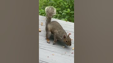 Why feed squirrel ? See the Squirrel so happy running home with a peanut 😂😂😂,#Shorts