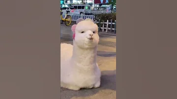 Cute Llama Alpaca Can Attack Human Hilairous Funniest Animals Videos Shorts 2 