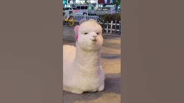 Cute Llama Alpaca can Attack Human | Hilairous | Funniest Animals Videos | #Shorts #2