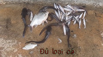 Câu cá trên trụ cầu cao tốc/TV cá heo