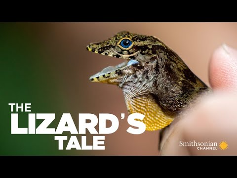 The Lizard's Tale 104: The Origin of Anole Species Instructional Video