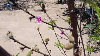 Kampai, O Pêssego Gigante Para Clima Seco.