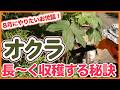 【オクラ栽培】長く収穫する秘訣!8月のお世話を解説【シェア畑】【農園ライフ】