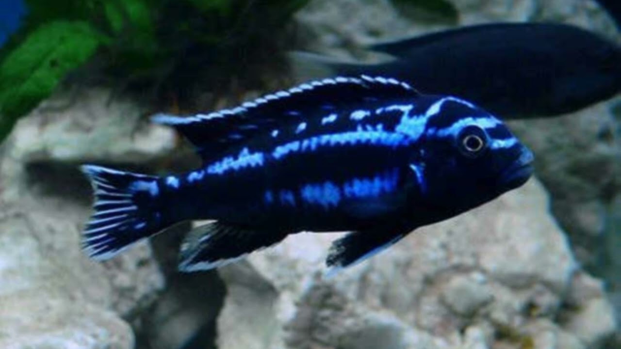 Electric Blue Johanni, Melanochromis Johannii : African Cichlids of Lake Malawi.