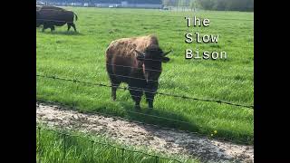 The Slow Bison Ep. 8 || Wings (ft. Dardy)