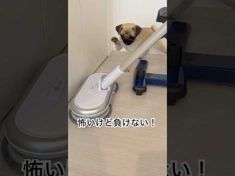 【犬あるある】電動モップに挑むパグ！一歩も引かない攻防
