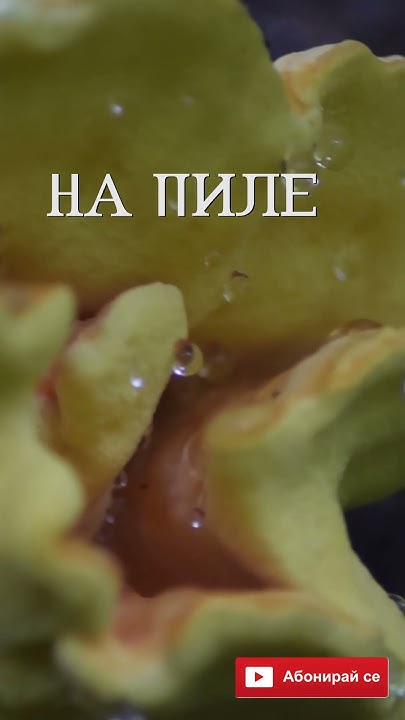 Дървесна сярна гъба отблизо #гъба - YouTube