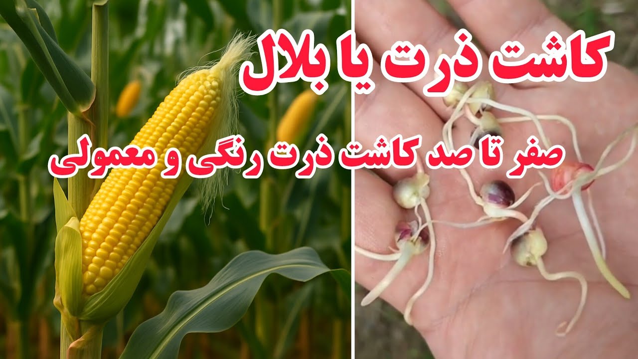 چطوری ذرت یا بلال بکاریم ؟ / حتی اگه یه قطعه زمین کوچیک داری میتونی کلی ذرت برداشت کنی