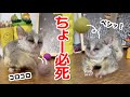 癖のありすぎる猿のボール遊び - Play with balls - Pizzatoru the Bushbaby / ショウガラゴのピザトル