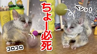 癖のありすぎる猿のボール遊び - Play with balls - Pizzatoru the Bushbaby / ショウガラゴのピザトル