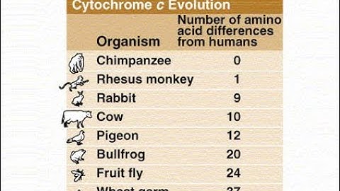 Cytochrome C: Mitochondrial DNA Hierarchies - Patterns by Descent or Design? | James Downard and SFT
