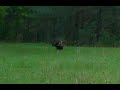 Alabama Turkey Opener HAMMERING (3-25-23)