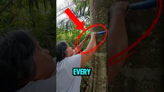 You eat this tree every day and you don’t even know it! 🤯 #facts