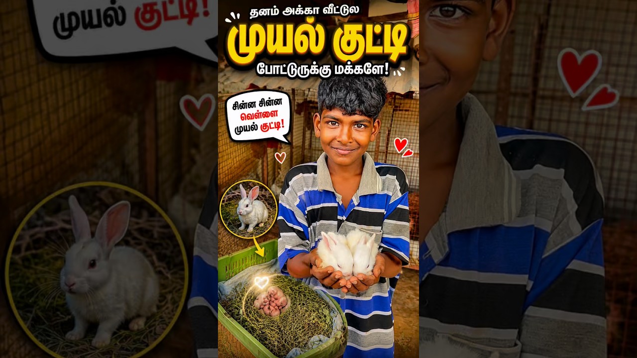 🐰❤️ மக்களே… அந்த சின்ன சின்ன குட்டிகளை பார்த்தாலே மனசு நிறைஞ்சு போகுது மக்களே! 😍✨