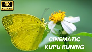 Cinematic Video Kupu Kupu Kuning |  Background Music For Videos | Footage Kupu Kupu Beautyful 4K
