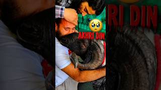 Bakra Eid Emotional Video | Qurbani Emotional Video #cow #camel #shorts 🥺