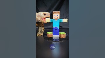 Minecraft ASMR Mukbang Eating Steve 🐢 Turtle Tortoise