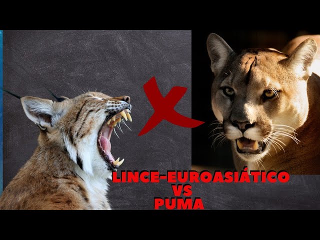 lince-euroasiático vs Puma Batalha Animal - YouTube