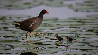 Download Lagu Relaxing Forest Sounds | Birds Chirping and Soft Background Music for Stress Relief MP3