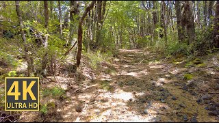 Extremely Boring Forest Nature Walk 4K (With Ambient Nature Sounds And Music)