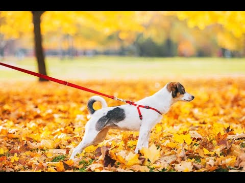 Vidéo: Comment choisir la bonne laisse pour votre chien